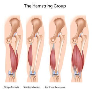 your hamstring group