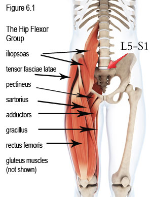 the hip flexor group and back pain