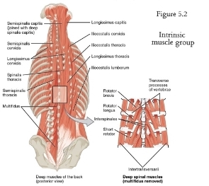 intrinsic mucles of the back