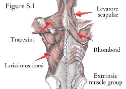 extrinsic muscles of the back
