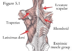 Static Back Abdominal Contractions