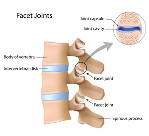 facet joints