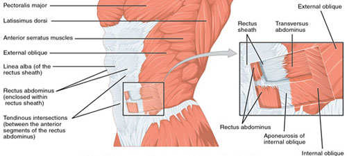 abdominal muscles