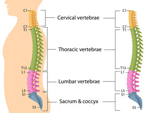 sections of your spine