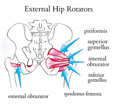 external hip rotators