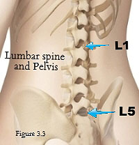 lumbar spine and pelvis